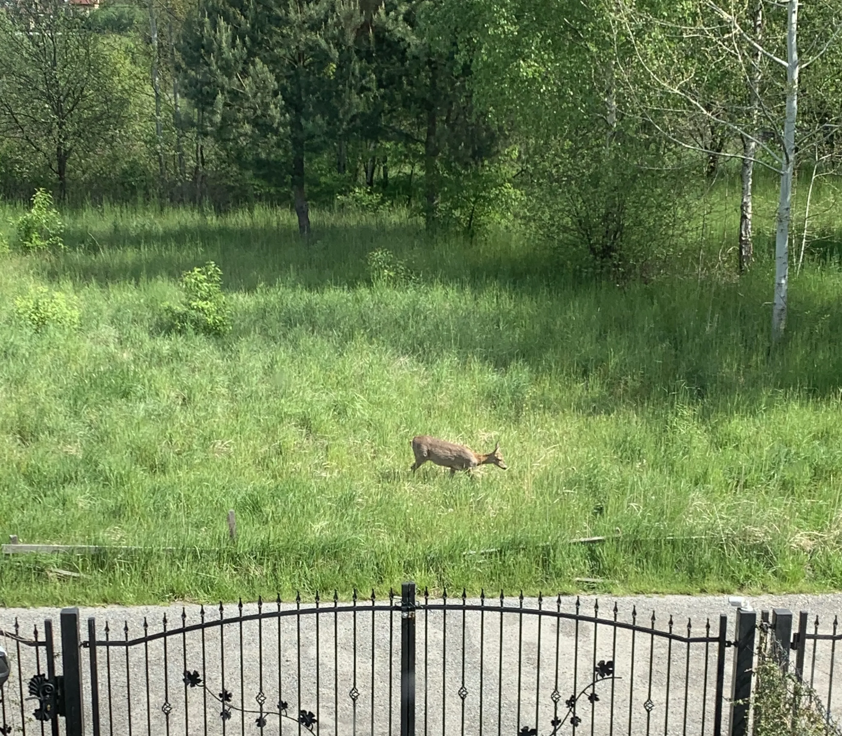 Sarna na łące w najbliższej okolicy domu